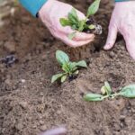 Infection grave après une piqûre dans le jardin : une femme aux urgences.
