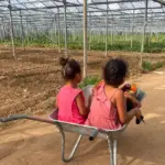Les enfants de Saint-Cyr-en-Val participent à la cueillette en famille dans des serres bio.