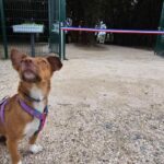 À Istres, un jardin inauguré pour honorer la mémoire des animaux de compagnie.