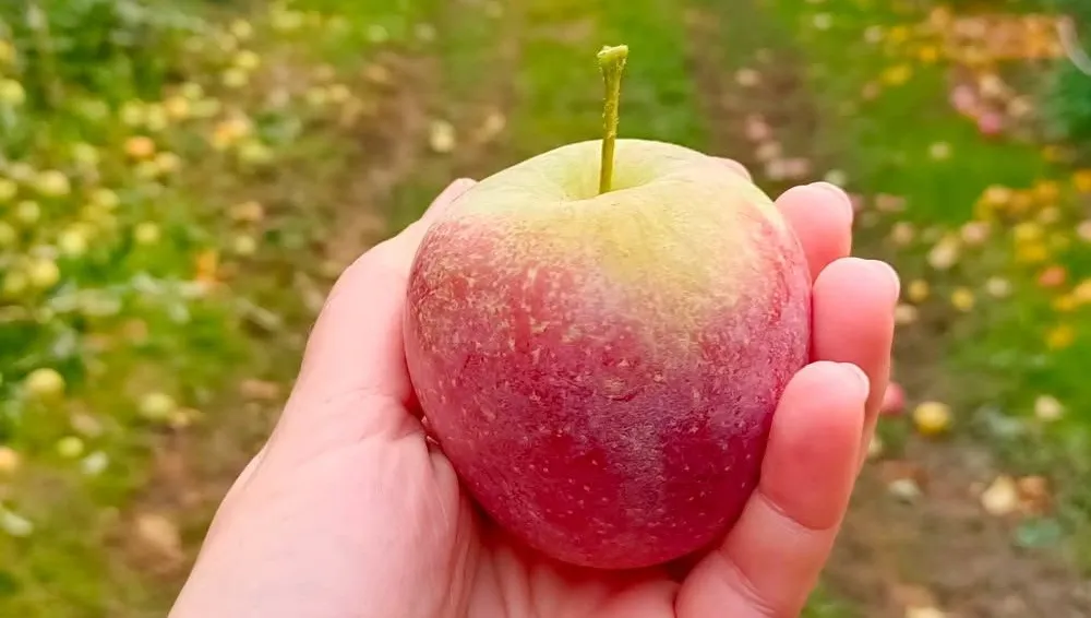 Château-Renard : un verger présente ses pommes en harmonie avec la nature.