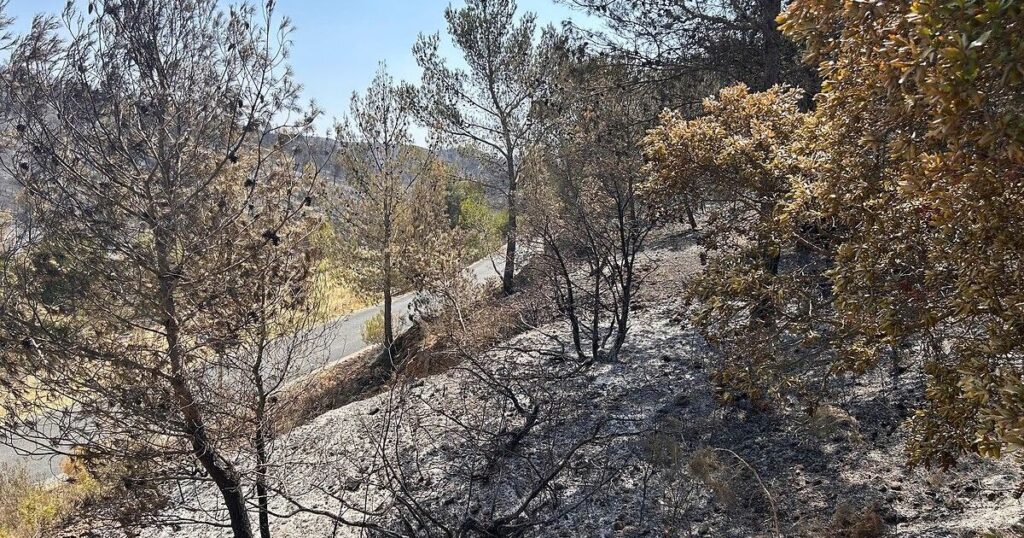 Cinq départements du Sud de la France en risque élevé de feux de forêts