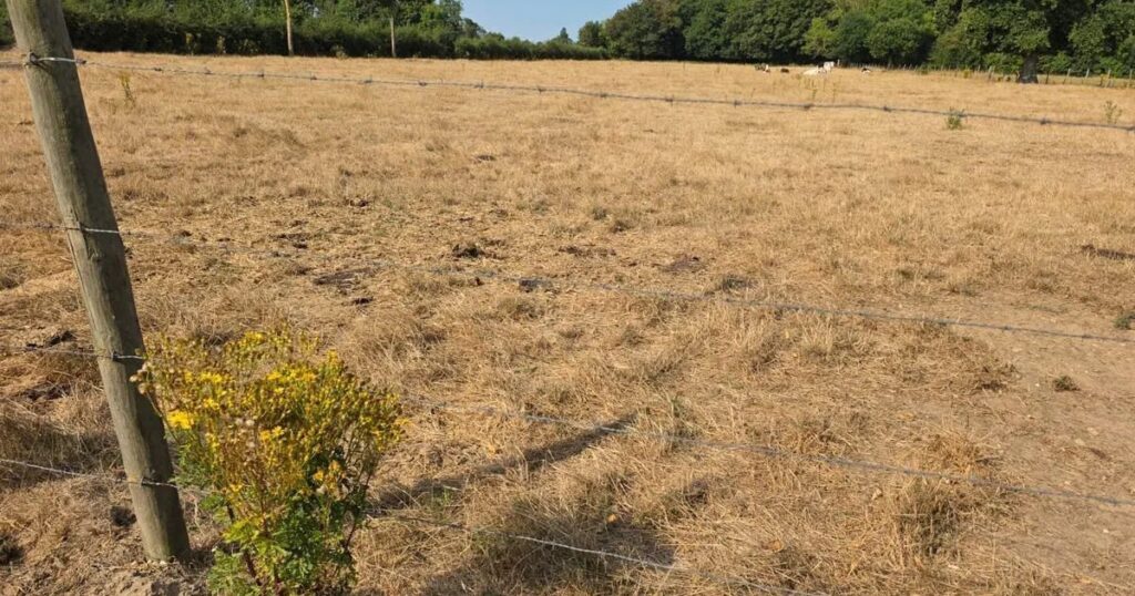 Aides d’urgence mises en place en Vaucluse après un été caniculaire.