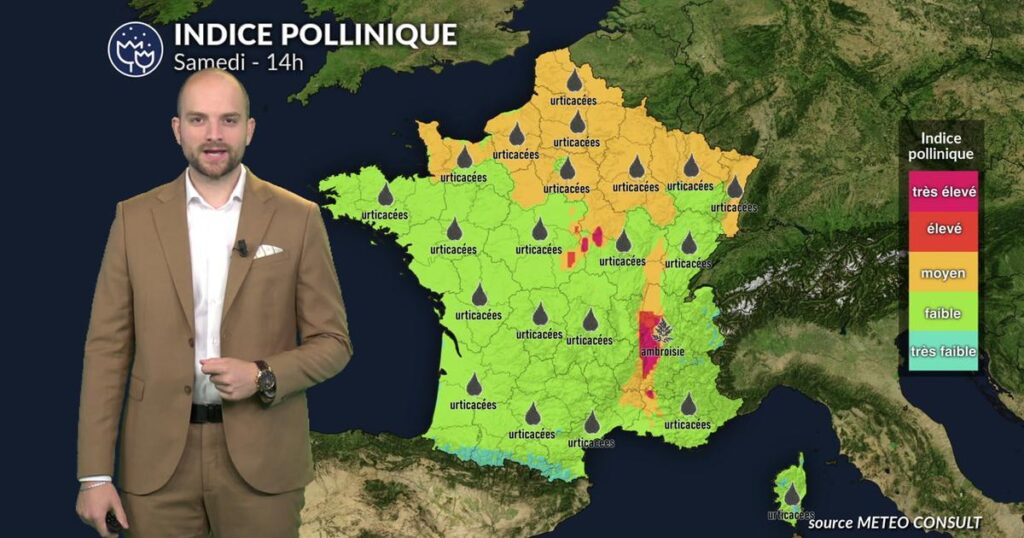 Indice pollinique modéré en France : les allergies saisonnières restent préoccupantes