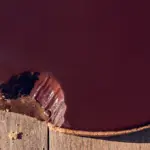 Recette de tarte au chocolat et au praliné au café pour les amateurs de pâtisserie artisanale