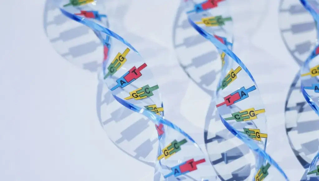 Des lettres prometteuses pour l’ADN : avancées scientifiques et implications éthiques.