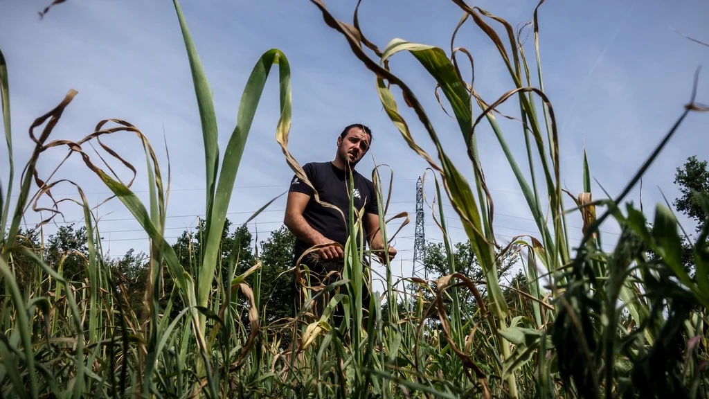 Assurance récolte : 1 agriculteur sur 5 couvert malgré la hausse des primes et des pertes en baisse.