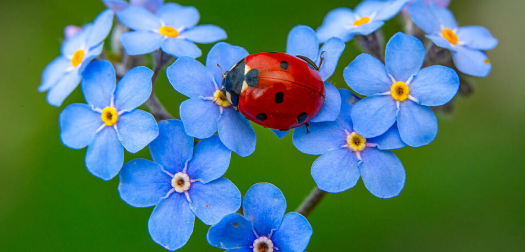 La coccinelle change de couleur : étude du CNRS sur son passage au rouge