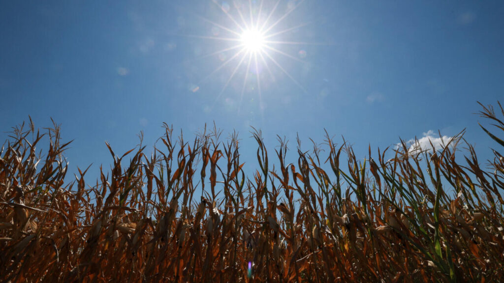Sécheresse en France : un milliard d’euros pour soutenir les agriculteurs en difficulté