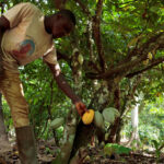 La Côte d&rsquo;Ivoire fixe le prix du cacao à 1 200 francs CFA pour la nouvelle campagne.