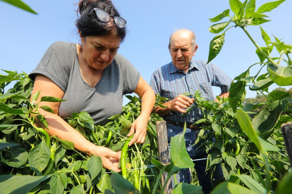 Cathy Degert, agricultrice dans les Landes, se lance dans la culture de piments rouges.
