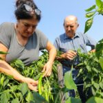 Cathy Degert, agricultrice dans les Landes, se lance dans la culture de piments rouges.