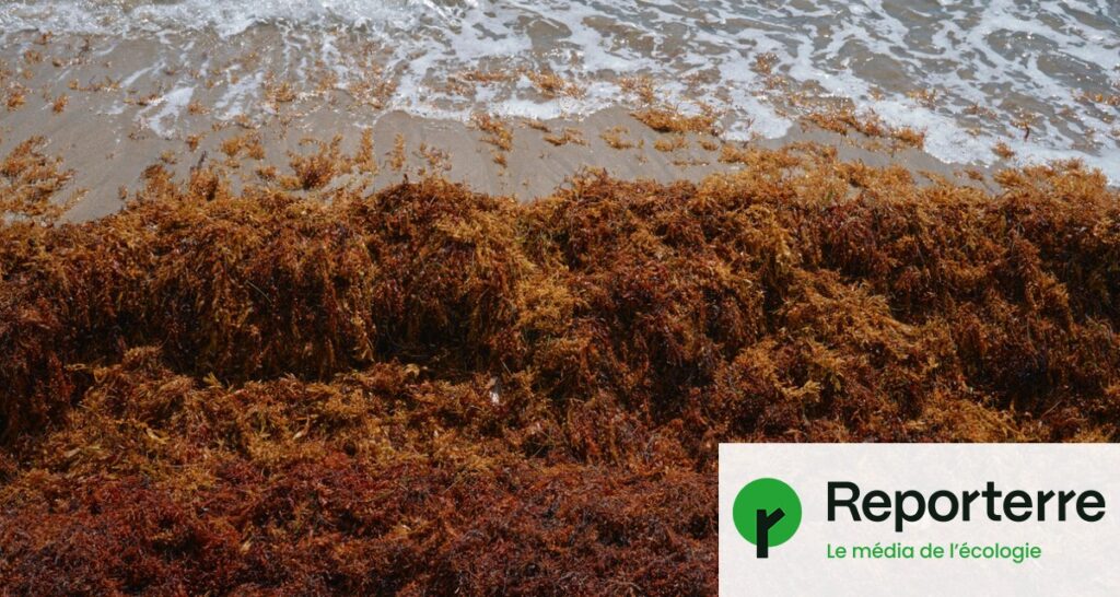 Les Antilles face à l’accumulation d’algues : vers une valorisation en compost ou béton ?