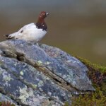 Lagopède alpin et grand tétras classés oiseaux protégés en France par la loi.