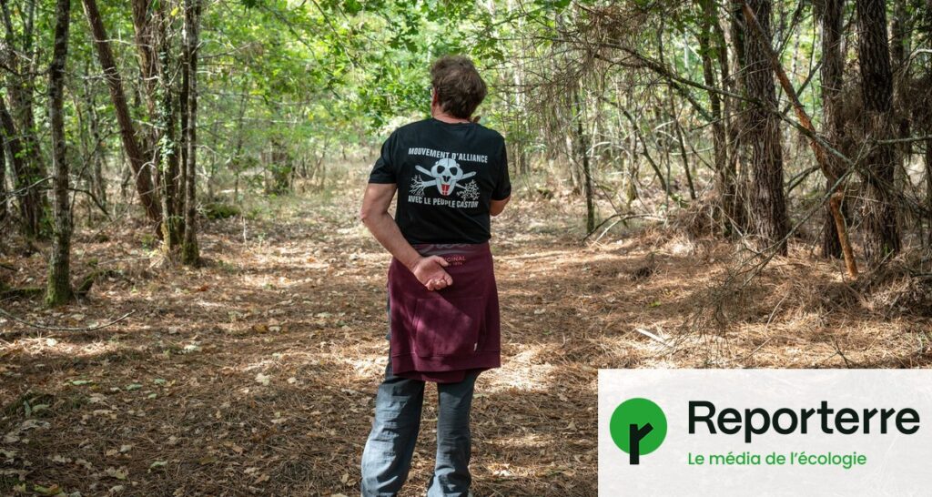Forêt des Landes : un projet sans coupe rase pour préserver la biodiversité locale