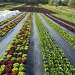 Ferme Décembre à Beauport : Évaluation de la révolution potagère après une décennie.