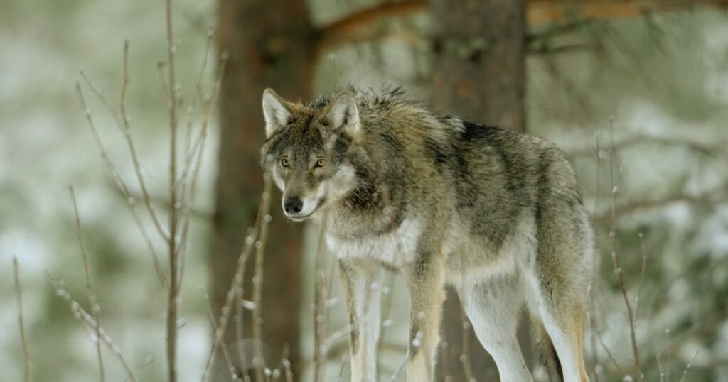 Trump envisage de retirer le statut de protection des loups aux États-Unis.