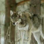 Trump envisage de retirer le statut de protection des loups aux États-Unis.