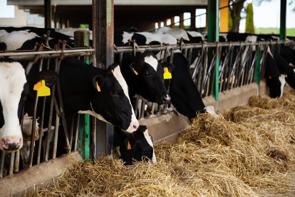 Les agriculteurs demandent une hausse des prix face à une baisse de 8 % de la production.