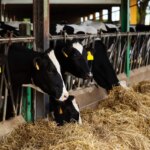 Les agriculteurs demandent une hausse des prix face à une baisse de 8 % de la production.