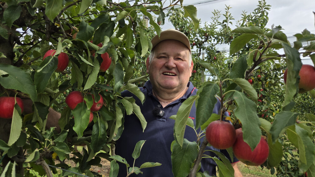 Canicule et sécheresse menacent la production de fruits en Nord Alsace, des pertes redoutées