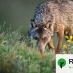 Un loup sans crainte des humains ne s’attaque pas aux troupeaux en France.