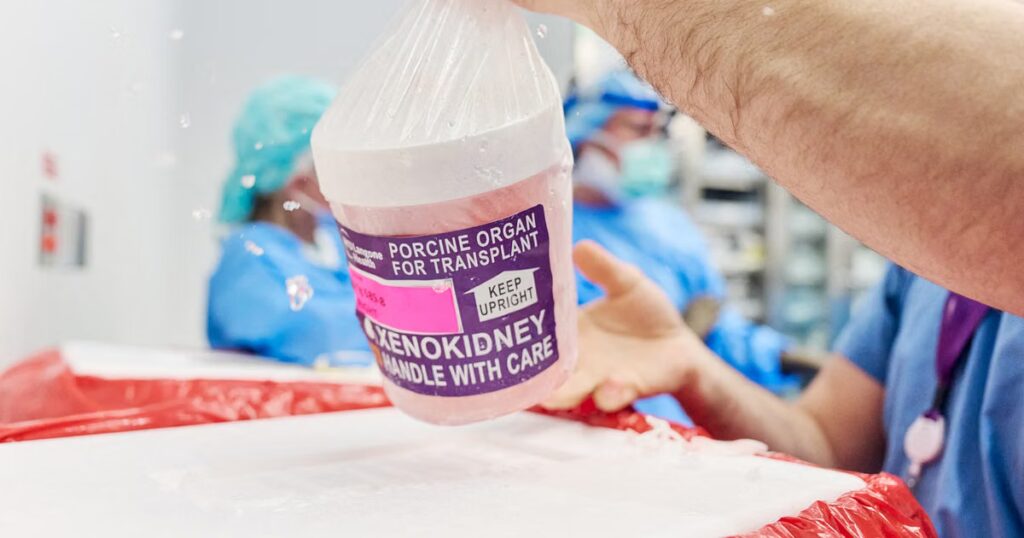 Un homme vit neuf mois sans dialyse grâce à un rein de porc aux États-Unis.