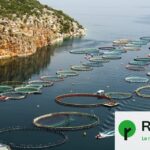 46 % des poissons pêchés pourraient être utilisés pour l&rsquo;élevage aquacole mondial.