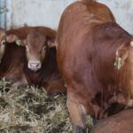 Sècheresse : les éleveurs envisagent le surabattage face à la pénurie de fourrages.