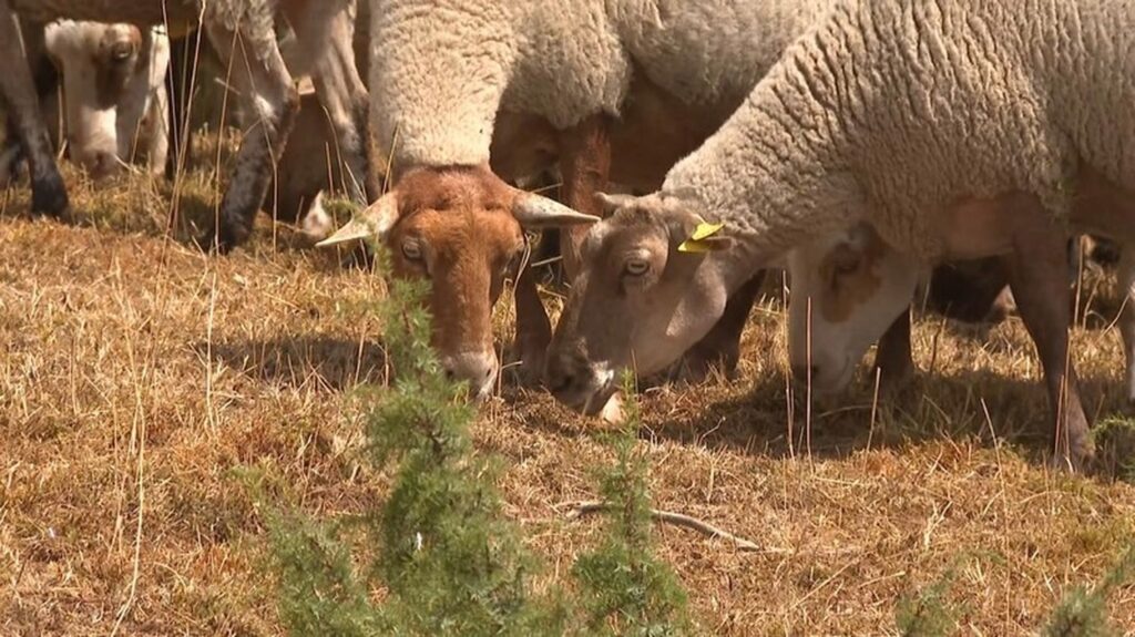 Méfiance des agriculteurs face aux annonces gouvernementales sur l’agriculture en France