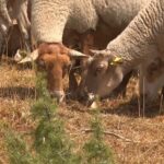 Méfiance des agriculteurs face aux annonces gouvernementales sur l&rsquo;agriculture en France