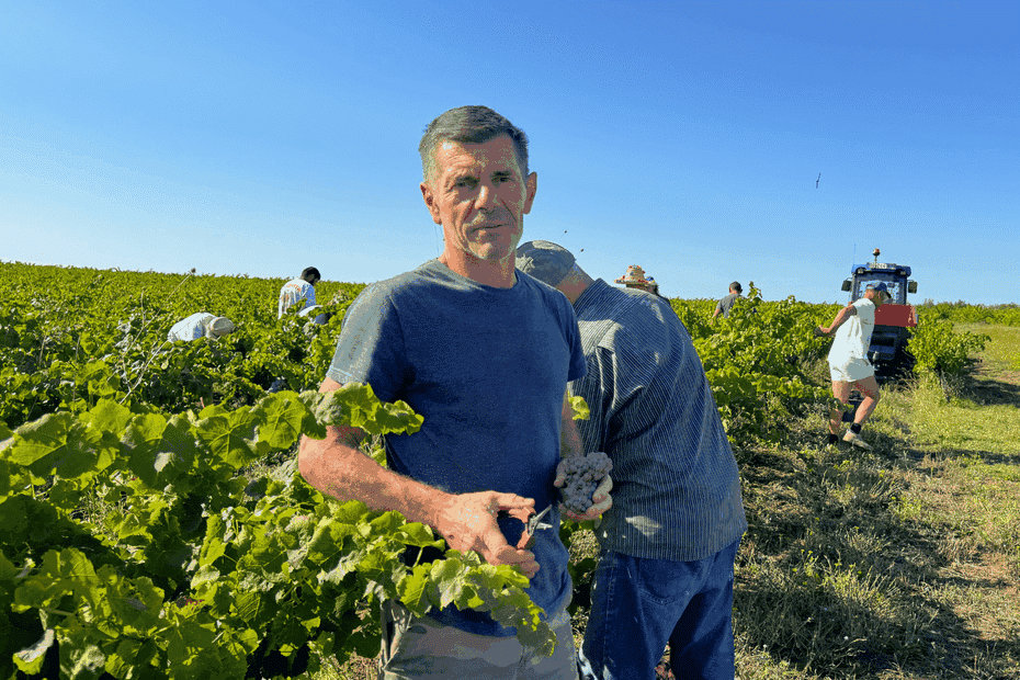Un vigneron de Gaillac relance des cépages oubliés face au changement climatique.