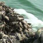 Moules françaises réduites en taille : causes et conséquences pour les producteurs maritimes.