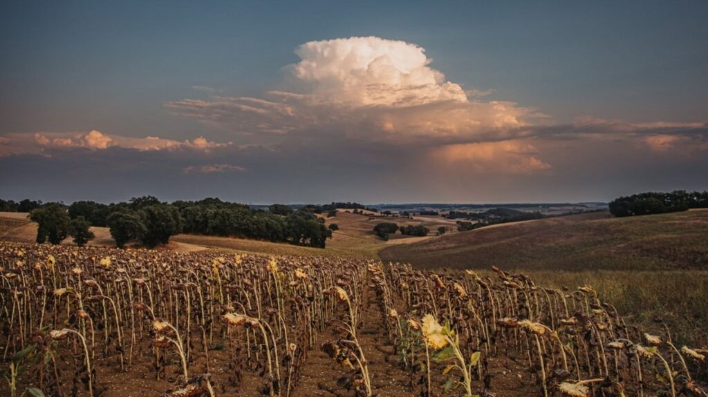 Agriculture française en crise après une sécheresse historique et des rendements en baisse