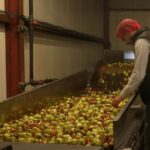 Après la sécheresse, les agriculteurs français réclament une augmentation des prix.