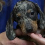 Enquête sur le trafic de chiots en France : révélations sur un commerce en ligne illégal