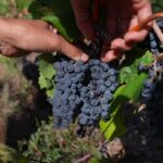 Vendanges précoces et baisses de rendement pour les vignerons du Roannais face à la canicule.
