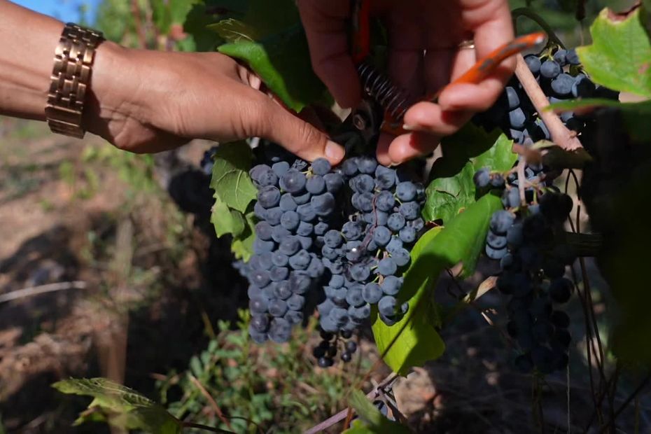 Vendanges précoces et baisses de rendement pour les vignerons du Roannais face à la canicule.