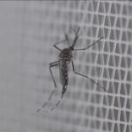 Un nouveau cas de dengue détecté dans le Var, région la plus touchée par les maladies vectorielles.