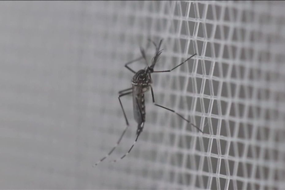 Un nouveau cas de dengue détecté dans le Var, région la plus touchée par les maladies vectorielles.