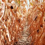 Syndicat Jeunes agriculteurs : inquiétude après le report des annonces sur la sécheresse