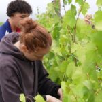 Les vendanges s&rsquo;adaptent au changement climatique dans un domaine viticole français.