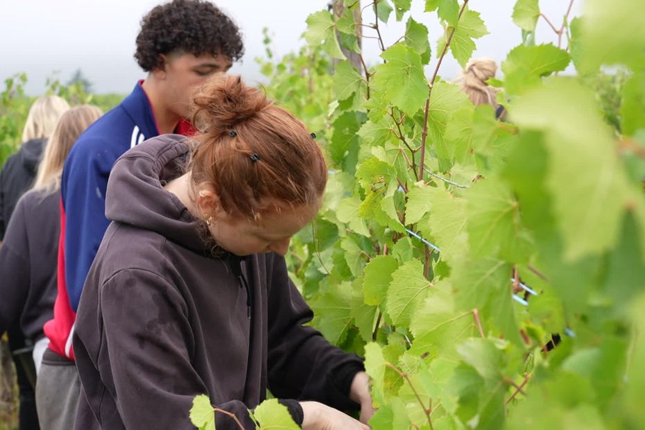 Les vendanges s’adaptent au changement climatique dans un domaine viticole français.