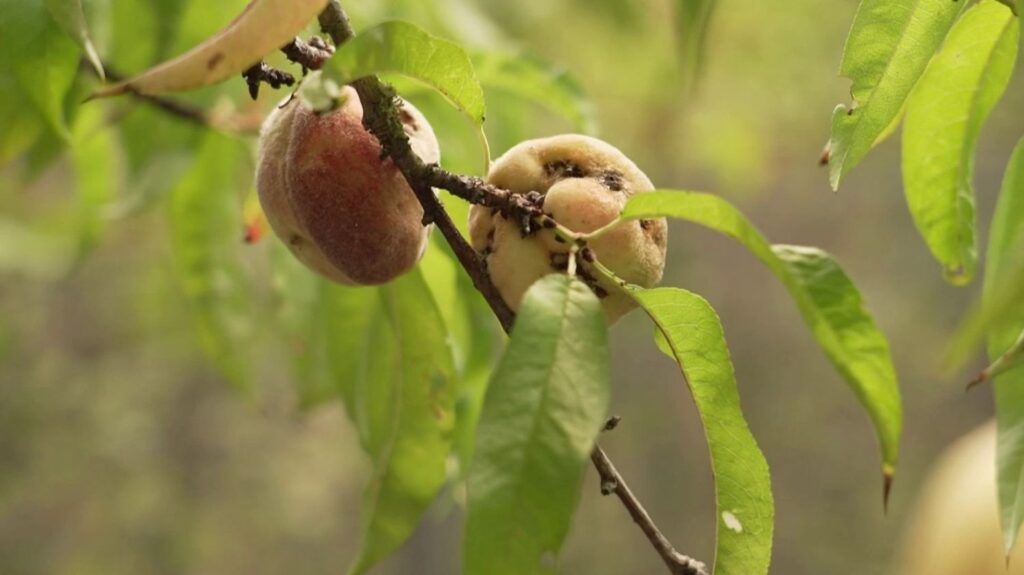 Bourgogne : une forêt comestible attire l’attention des gourmets et des chercheurs.