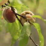 Bourgogne : une forêt comestible attire l’attention des gourmets et des chercheurs.