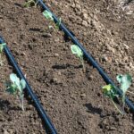 Seeed : une application pour favoriser l&rsquo;agriculture de proximité entre voisins en France