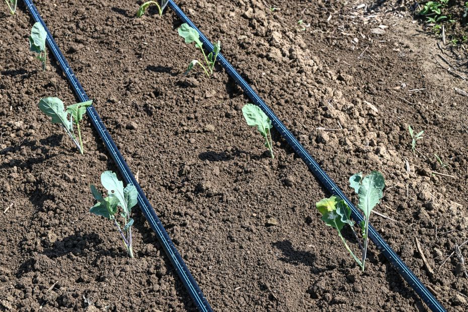 Seeed : une application pour favoriser l’agriculture de proximité entre voisins en France