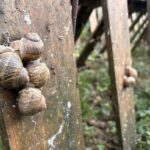 Fortes chaleurs : l’accélération du cycle de l’escargot observée par des chercheurs.