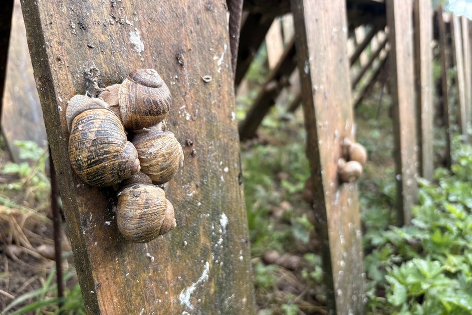 Fortes chaleurs : l’accélération du cycle de l’escargot observée par des chercheurs.