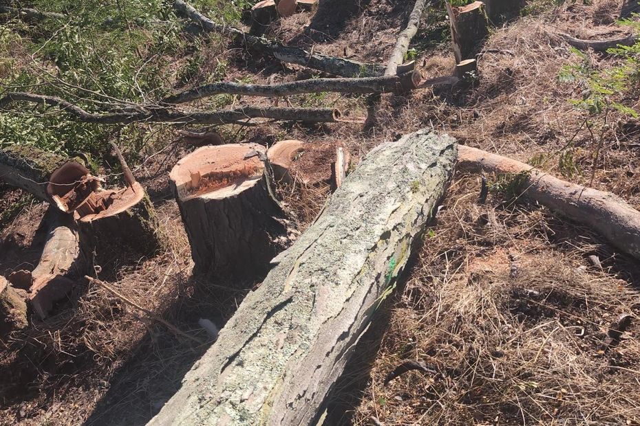 LGV Bordeaux-Toulouse : les préfets autorisent l’abattage d’arbres avant la décision judiciaire.