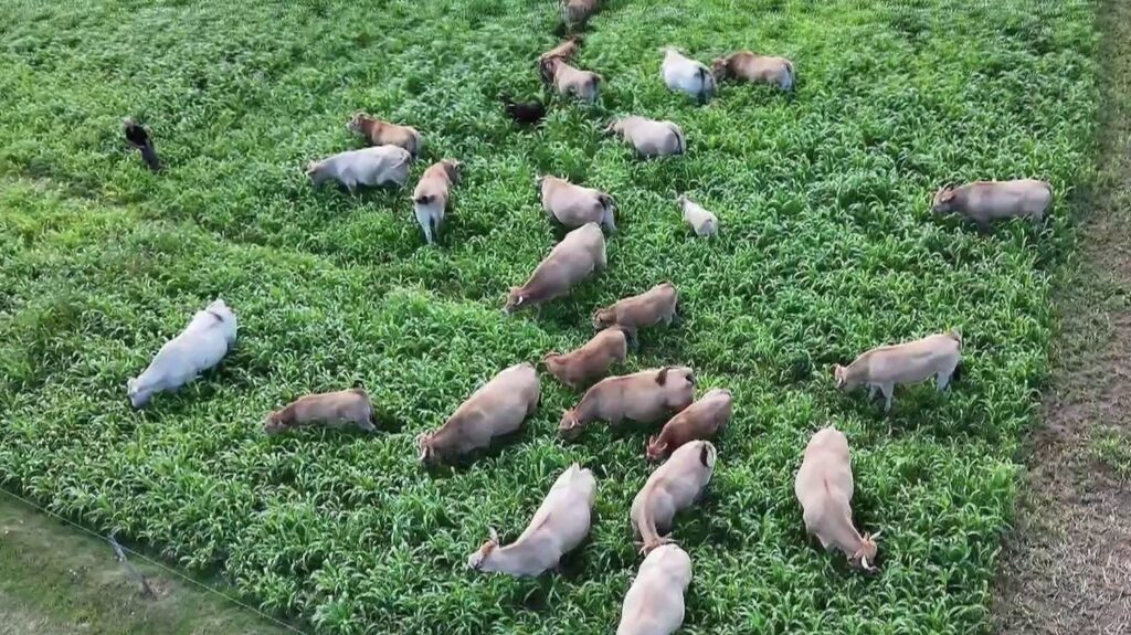 Nouvelles cultures adoptées en France pour faire face à la sécheresse agricole.